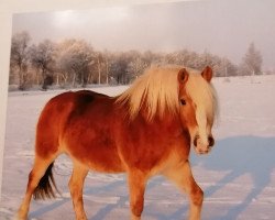 horse Makela (Haflinger, 1997, from Stoeber)