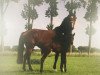 broodmare Sissy I (Holsteiner, 2002, from Caretino)