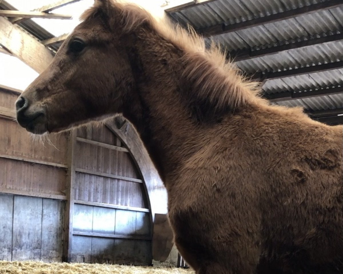 Dressurpferd Cherokees Casanova (Trakehner, 2020, von Instermond)