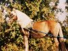 broodmare Mai (Haflinger, 1991, from Afras)