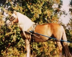 horse Mai (Haflinger, 1991, from Afras)