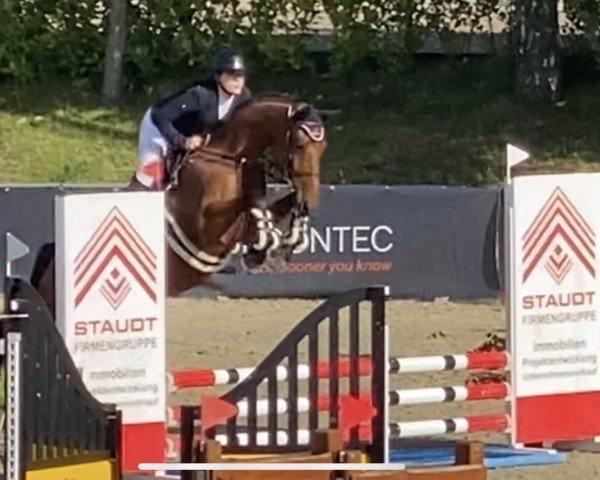 Springpferd CanTica IB (Deutsches Sportpferd, 2020, von Can Tici)