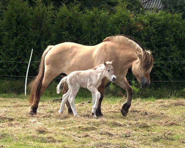 horse Rofin vom Töster Grund (Fjord Horse, 2020, from Turbo Romeo N.2573)