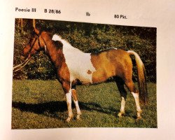 broodmare Poesie III (Lewitzer, 1983, from Poncho B 387)