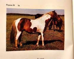 broodmare Poesie IV (Lewitzer, 1984, from Poncho B 387)