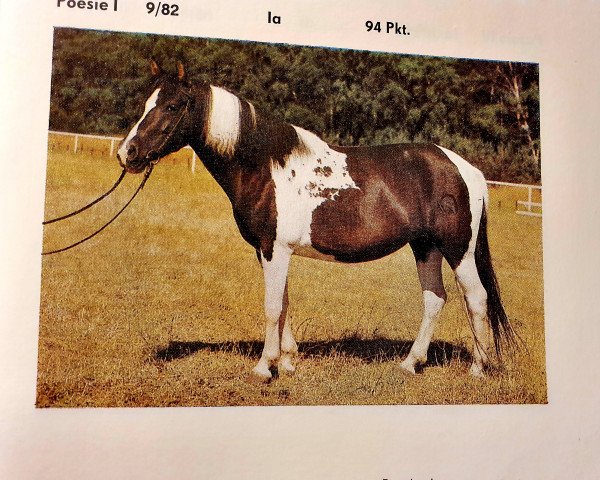 broodmare Poesie I (Lewitzer, 1979, from Poncho B 387)