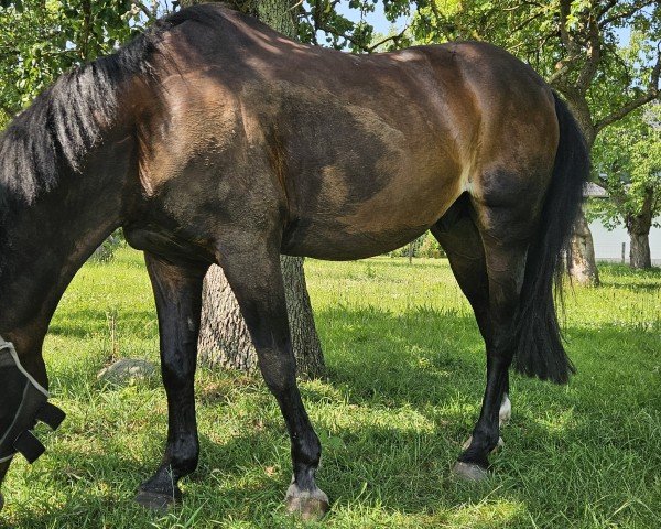 horse Henri (German Riding Pony, 2001, from Hattrick)
