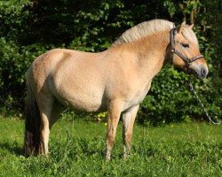 dressage horse Onne vom Töster Grund (Fjord Horse, 2013, from Birkens Odin)