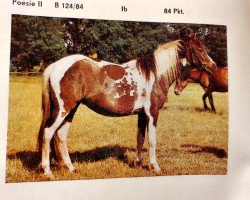 broodmare Poesie II (Lewitzer, 1981, from Poncho B 387)