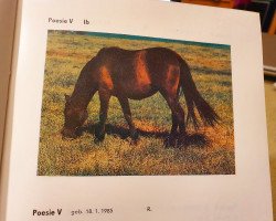 Zuchtstute Poesie V (Deutsches Reitpony, 1985, von Poncho B 387)