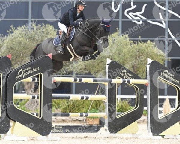 jumper Ilias-K van't Kattenheye Z (Zangersheide riding horse, 2015, from Indoktro K van't Kattenheye)