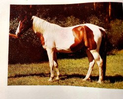 broodmare Rosi B 49 (Lewitzer, 1972)