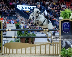 Springpferd Fischerdaily Impressed (Schwedisches Warmblut, 2008, von Cartani 4)