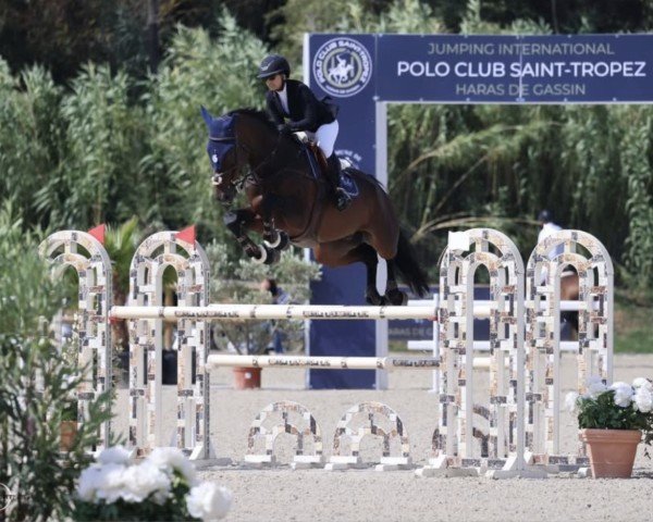 jumper Lenard (KWPN (Royal Dutch Sporthorse), 2016, from Connect)