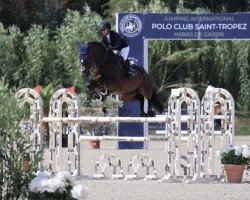 jumper Lenard (KWPN (Royal Dutch Sporthorse), 2016, from Connect)