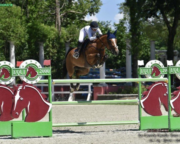 broodmare Fantasia de Beaufour (Selle Français, 2015, from Contendro I)