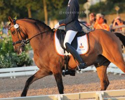 dressage horse Don Camillo du Bois (Nederlands Rijpaarden en Pony, 2004, from Dornik B)