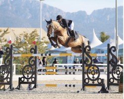 jumper Valeur Devavite Z (Zangersheide riding horse, 2011, from Va-Vite)