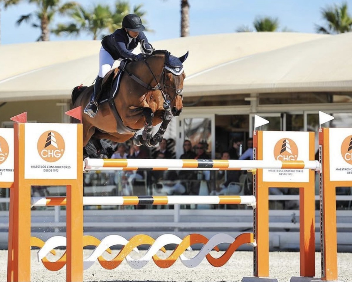 jumper Aspen Allen (Oldenburg show jumper, 2011, from Diarado)