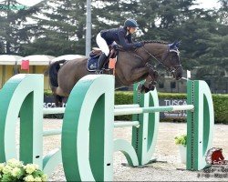 jumper Holdora W (KWPN (Royal Dutch Sporthorse), 2012, from Classe VDL)