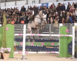 jumper Cso Kwik (KWPN (Royal Dutch Sporthorse), 2007, from King Kolibri)