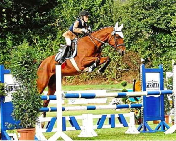 jumper Cumbaja my Lord (German Sport Horse, 2004, from Corvalon)