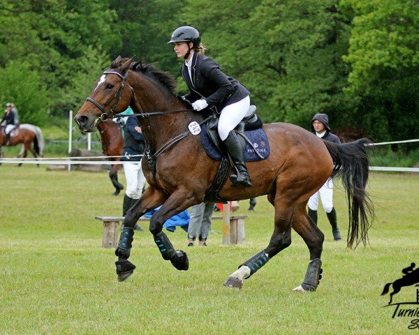 broodmare Sabina (German Sport Horse, 2006, from L'Ami)
