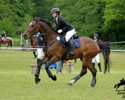 broodmare Sabina (German Sport Horse, 2006, from L'Ami)