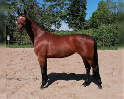 dressage horse Danciera (Hanoverian, 2016, from Dancier)