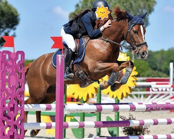 jumper Nieland's Joris (New Forest Pony, 2010, from Berkzicht Rob)