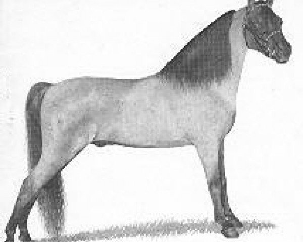 Deckhengst Hillswicke Oracle (American Classic Shetl. Pony, 1945, von Silver Crescent II)