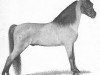 stallion Hillswicke Oracle (American Classic Shetler. Pony, 1945, from Silver Crescent II)
