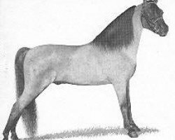 stallion Hillswicke Oracle (American Classic Shetler. Pony, 1945, from Silver Crescent II)