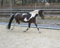 stallion Adonis (Austrian Warmblood, 1997, from Astek)