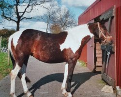 broodmare Lady (German Warmblood, 1999, from Eurolines)