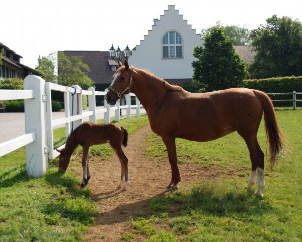 stallion Stern (Hanoverian, 2010, from Silberschmied)