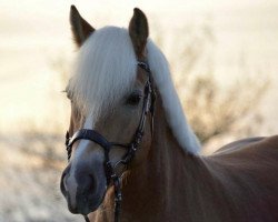 dressage horse Sterling 39 (Haflinger, 2014, from Stand-Up)