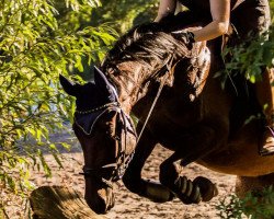 broodmare Easy Fly (Holsteiner, 2012, from Cormint)