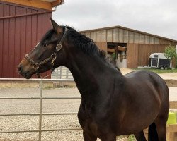 Pferd Go Cross (Trakehner, 2015, von Gorbatschow)