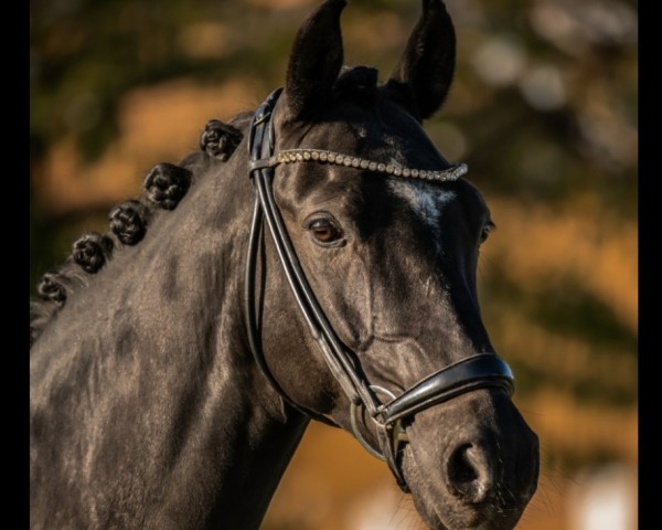 dressage horse Daddys Money Breaker (German Riding Pony, 2013, from Dornik B)
