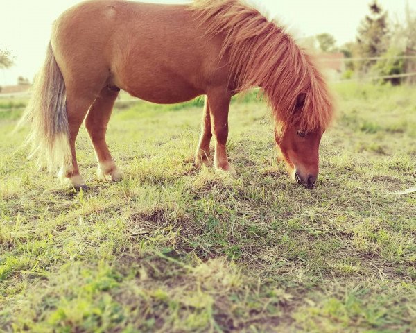 horse Peppino 197 (Shetland Pony, 2016)