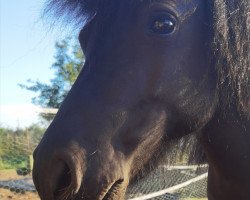 Zuchtstute Sissi (Shetland Pony, 2018, von Marco von Obernissa)