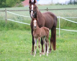 broodmare Limbothella MS (Bavarian, 2020, from Limbothello B)