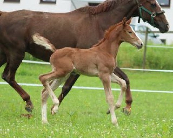 broodmare Dolores 184 (Bavarian, 2008, from Quicksilber)