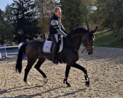 dressage horse Havanna MS (Württemberger, 2012, from Hotline)