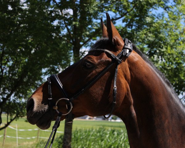 broodmare Smilla MS (Oldenburg, 2003, from Souveraen)