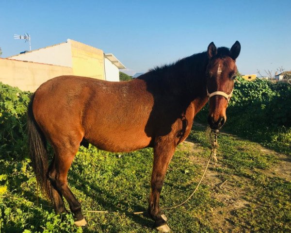 horse Pablo (Andalusier,  )