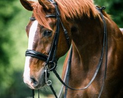 dressage horse Saigon (Westphalian, 2008, from Swarovski)