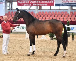 Deckhengst De Santino (Deutsches Sportpferd, 2018, von Decurio 3)