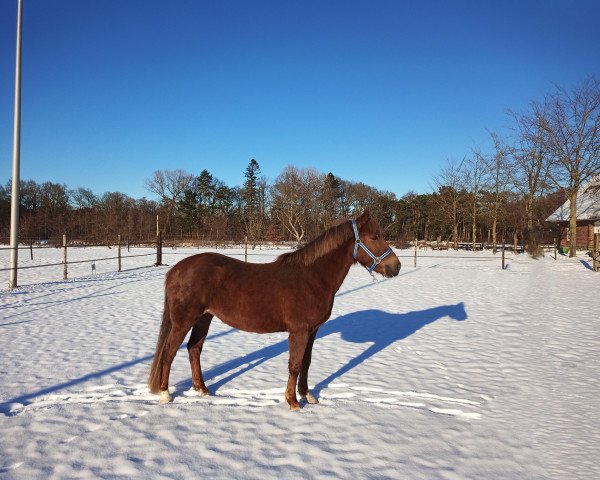 Zuchtstute Eikenhorst's Sonja (New-Forest-Pony, 2007, von Molenaar's Golden King)